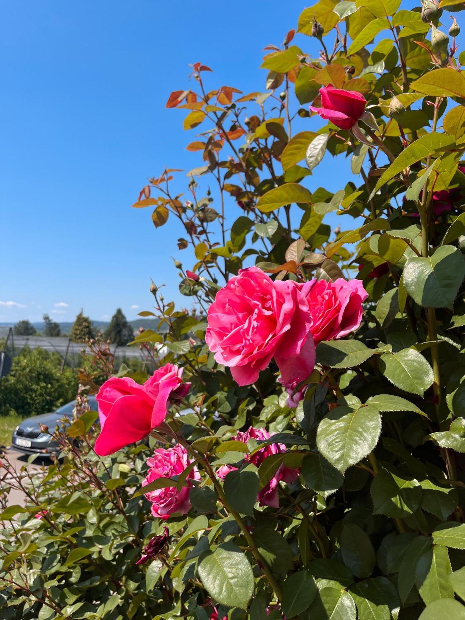 Ferienwohnungen Im Rosengarten Bodman-Ludwigshafen Luaran gambar